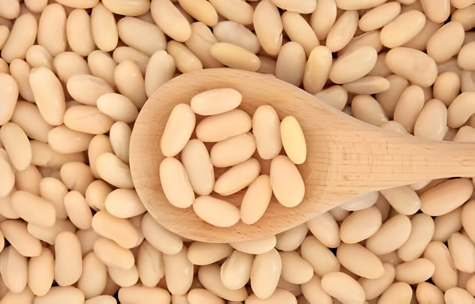 cannellini-beans